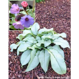 Tüdőfű (Pulmonaria)