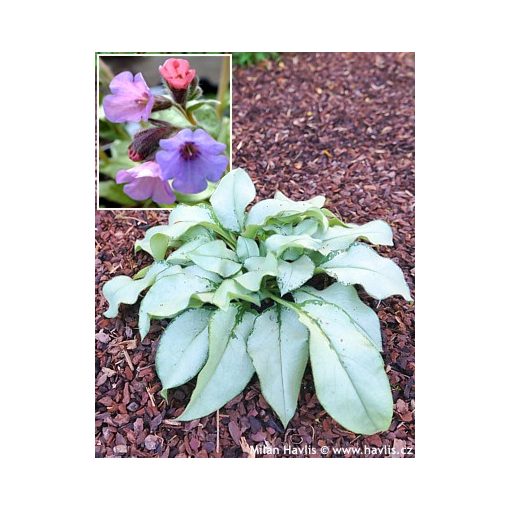 Pulmonaria Blakes Silver - Tüdőfű