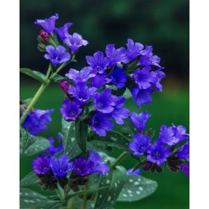 Pulmonaria Blauer Hügel - Tüdőfű