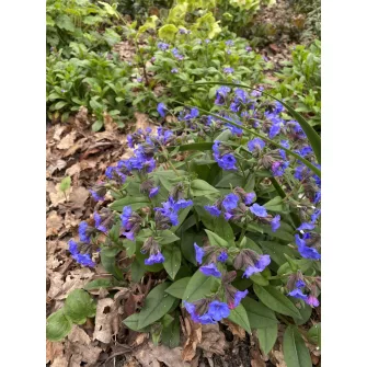 Tüdőfű (Pulmonaria)