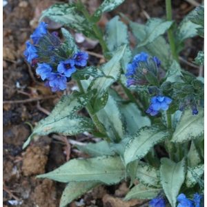   Pulmonaria longifolia E.B. Anderson - Hosszúlevelű tüdőfű