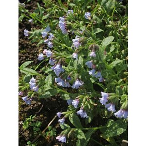 Pulmonaria officinalis Blue Mist - Orvosi tüdőfű