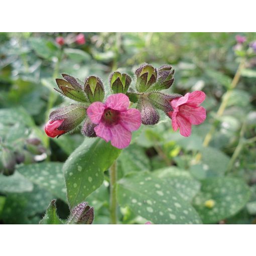 Pulmonaria officinalis - Orvosi tüdőfű