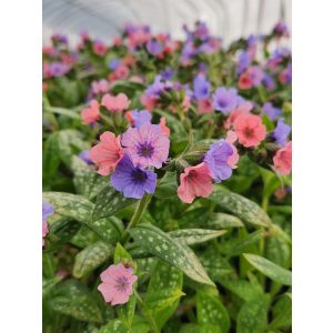 Pulmonaria Pretty in Pink - Tüdőfű
