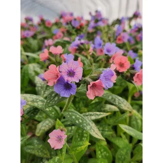 Tüdőfű (Pulmonaria)