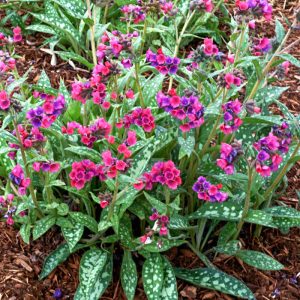 Pulmonaria Raspberry Splash - Tüdőfű