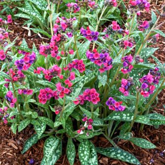 Tüdőfű (Pulmonaria)