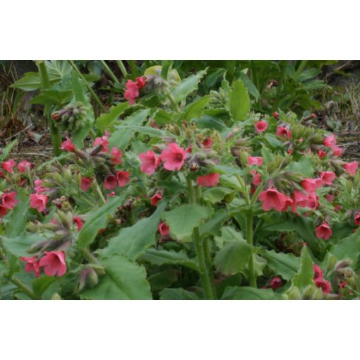 Pulmonaria rubra - Vörös tüdőfű