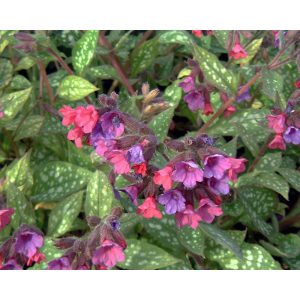 Pulmonaria saccharata Leopard - Tüdőfű