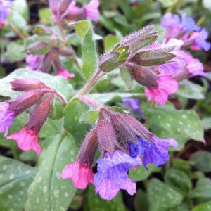 Pulmonaria saccharata Mrs Moon - Tüdőfű