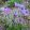 Pulsatilla vulgaris Pulsar Violet Shades - Leánykökörcsin