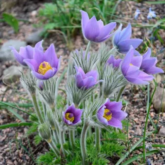 Kökörcsin (Pulsatilla)