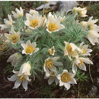 Kökörcsin (Pulsatilla)
