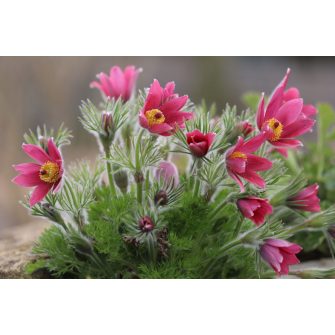 Kökörcsin (Pulsatilla)