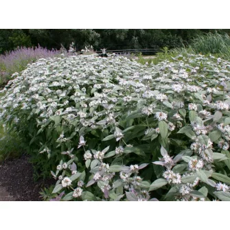 Hegyi menta (Pycnanthemum)