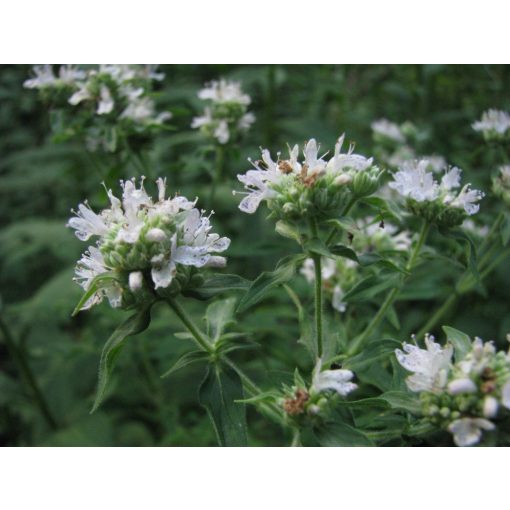 Pycnanthemum pilosum - Hegyi menta