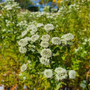 Pycnanthemum pilosum Bees Friend -  Hegyi menta