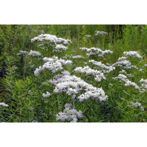 Pycnanthemum tenuifolium (=flexuosum) - Hegyi menta