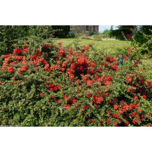 Pyracantha coccinea Red Column - Tűztövis