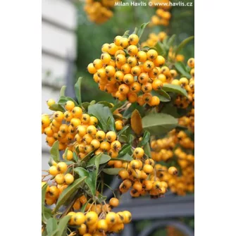 Tűztövis (Pyracantha)
