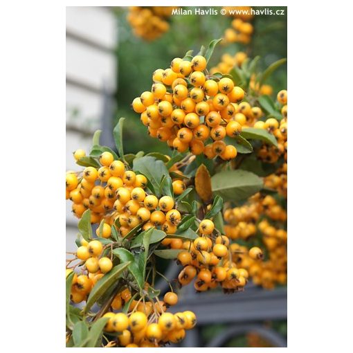 Pyracantha Golden Charmer - Tűztövis