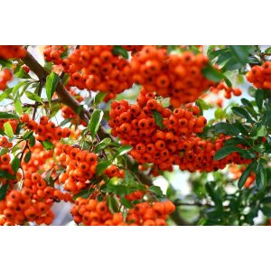 Pyracantha Mohave - Tűztövis