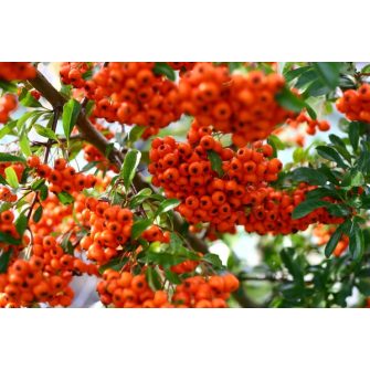 Tűztövis (Pyracantha)