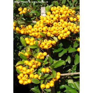 Pyracantha Soleil dOr - Tűztövis