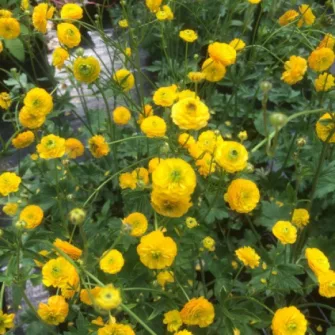 Boglárka (Ranunculus)