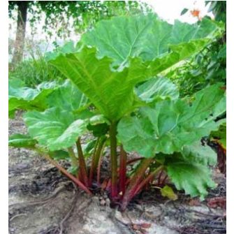 Rebarbara (Rheum)