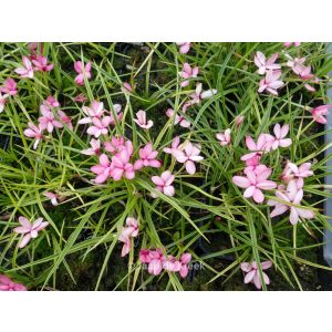 Rhodohypoxis baurii Select