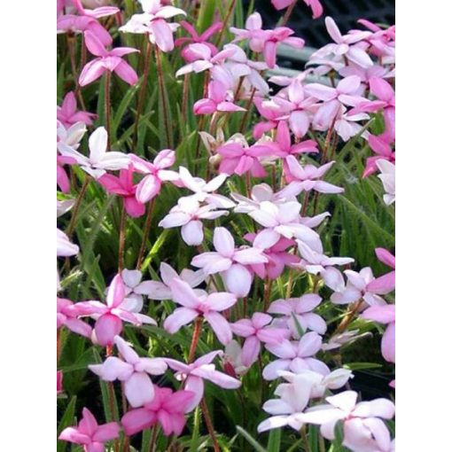 Rhodohypoxis baurii Stella