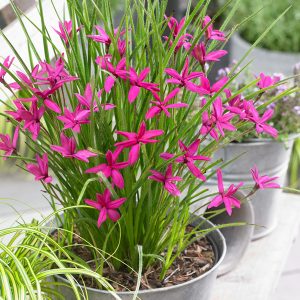 Rhodohypoxis Beverly