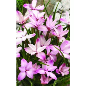Rhodohypoxis