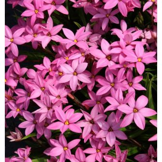 Rhodohypoxis