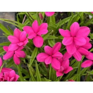 Rhodohypoxis milloides