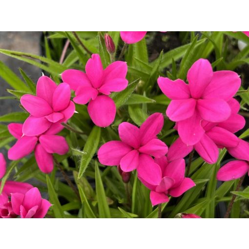 Rhodohypoxis milloides