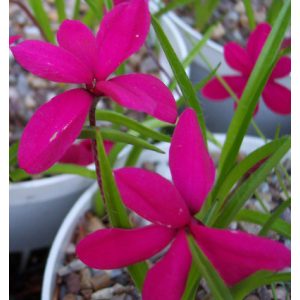 Rhodohypoxis milloides Claret