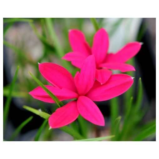 Rhodohypoxis milloides Donald Mann