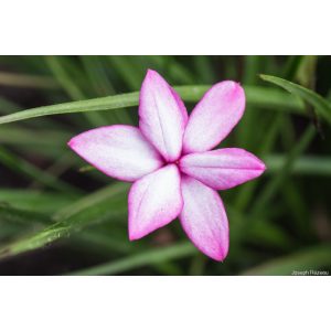 Rhodohypoxis milloides Pintado