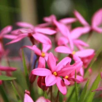 Rhodoxis