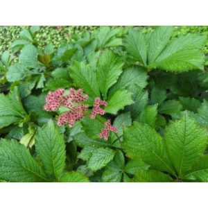 Rodgersia aesculifolira Werner Muller - Tópartifű