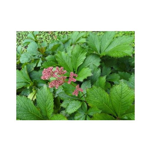 Rodgersia aesculifolira Werner Muller - Tópartifű