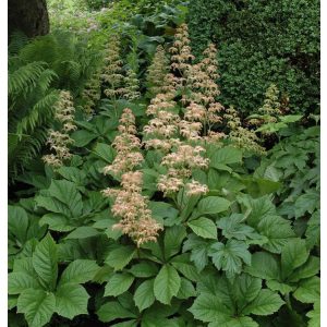 Rodgersia aesculifolia - Tópartifű