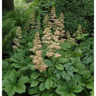 Tópartifű (Rodgersia)