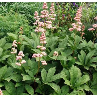 Tópartifű (Rodgersia)