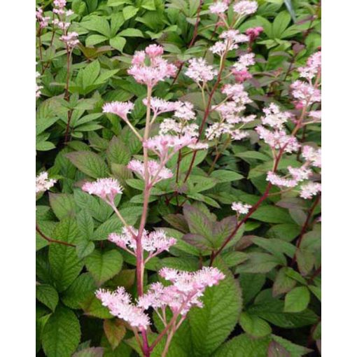 Rodgersia pinnata Hanna - Tópartifű