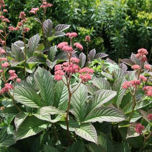 Rodgersia pinnata Superba - Tópartifű