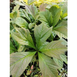 Rodgersia podophylla Braunlaub - Tópartifű