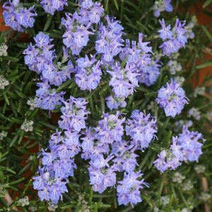 Rosmarinus officinalis Corsican blue - Rozmaring